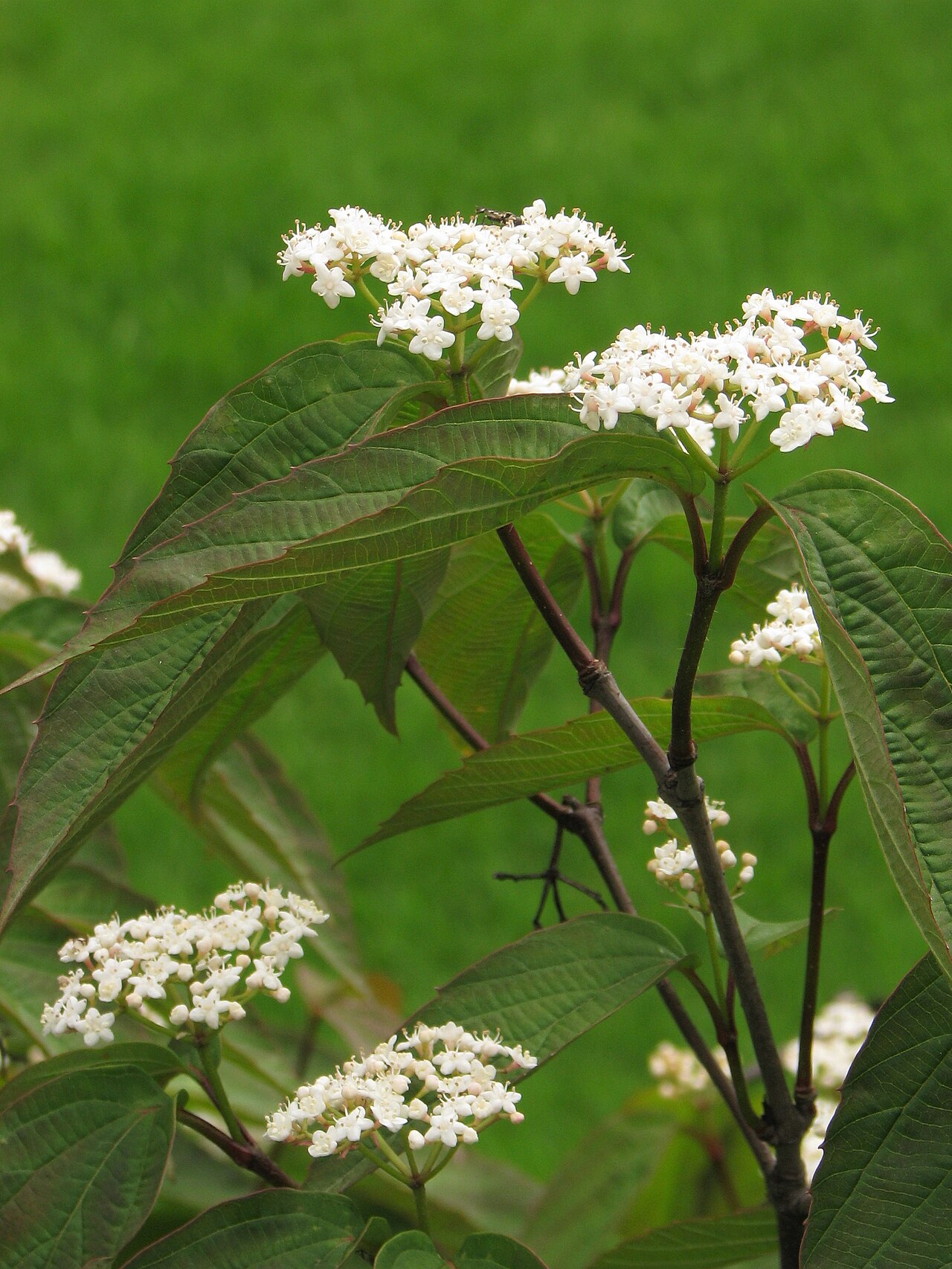 Tea viburnum: Tea viburnum ( Viburnum setigerum ), flowering plant, cultivated in Wrocław University Botanical Garden, Wrocław , Poland .