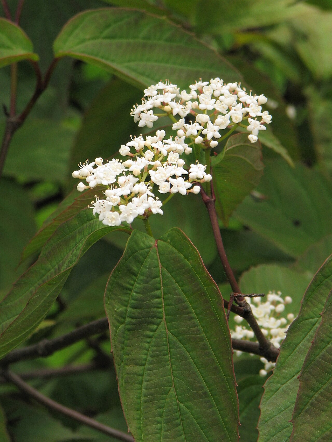 Tea viburnum: Tea viburnum ( Viburnum setigerum ), inflorescences, plant cultivated in Wrocław University Botanical Garden, Wrocław , Poland .