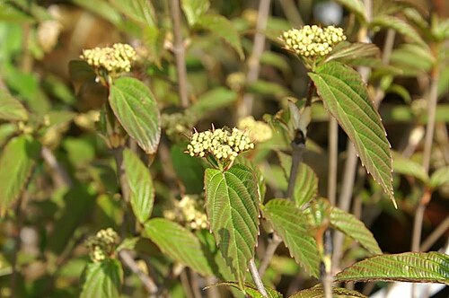 Tea viburnum: Location taken: Merrifield Garden Center, Merrifield VA USA. Names: Viburnum setigerum Hance, Tea Viburnum, Tea-Leaf Viburnum, 茶荚 Classification: Plantae > Magn