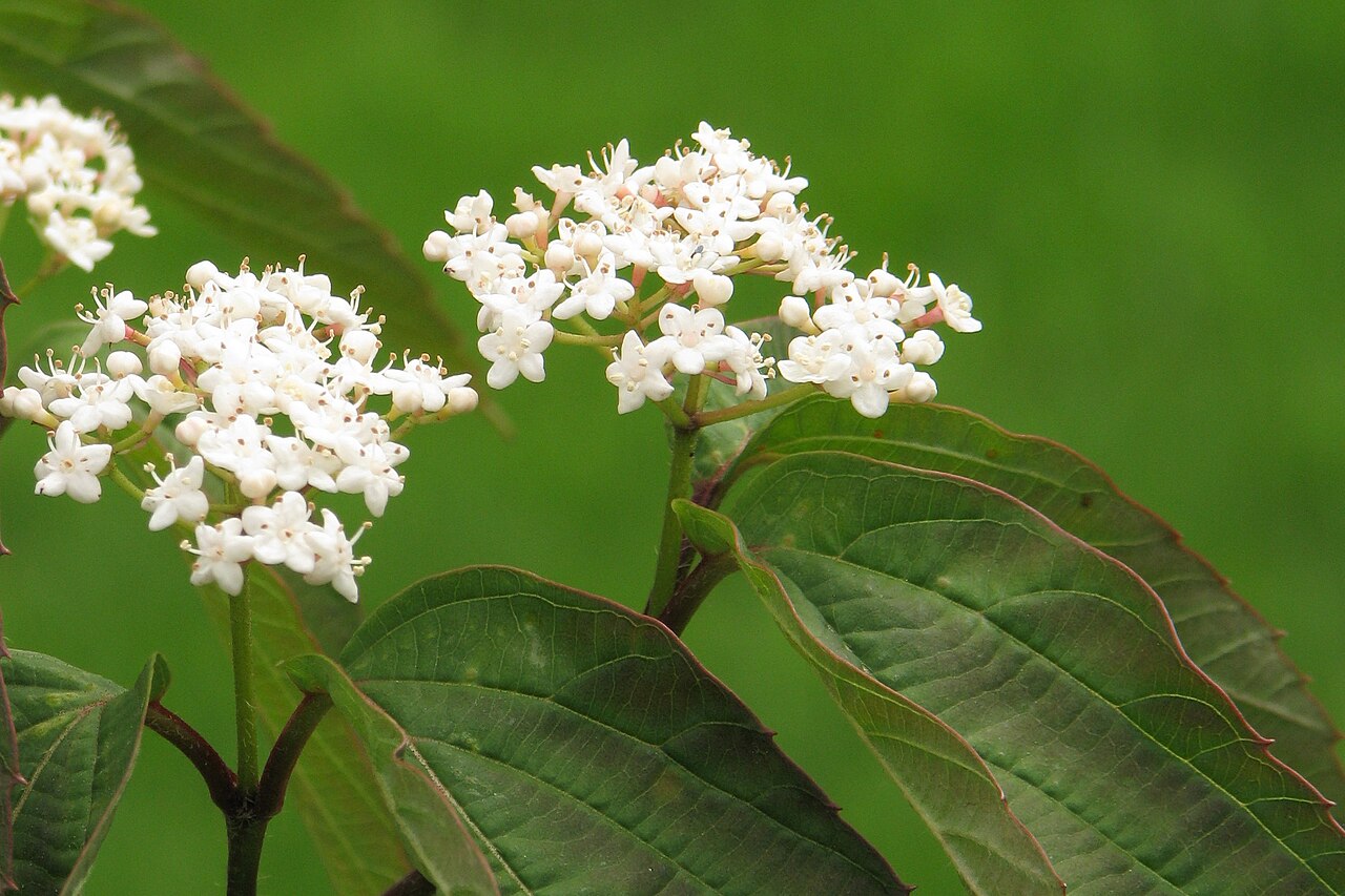 Tea viburnum: Tea viburnum ( Viburnum setigerum ), inflorescences, plant cultivated in Wrocław University Botanical Garden, Wrocław , Poland .