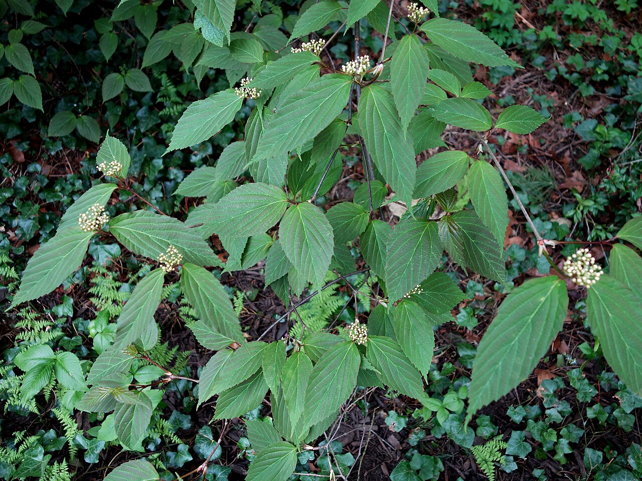 Tea viburnum: Botanical specimen in Longwood Gardens, 1001 Longwood Rd, Kennett Square, Pennsylvania, USA.