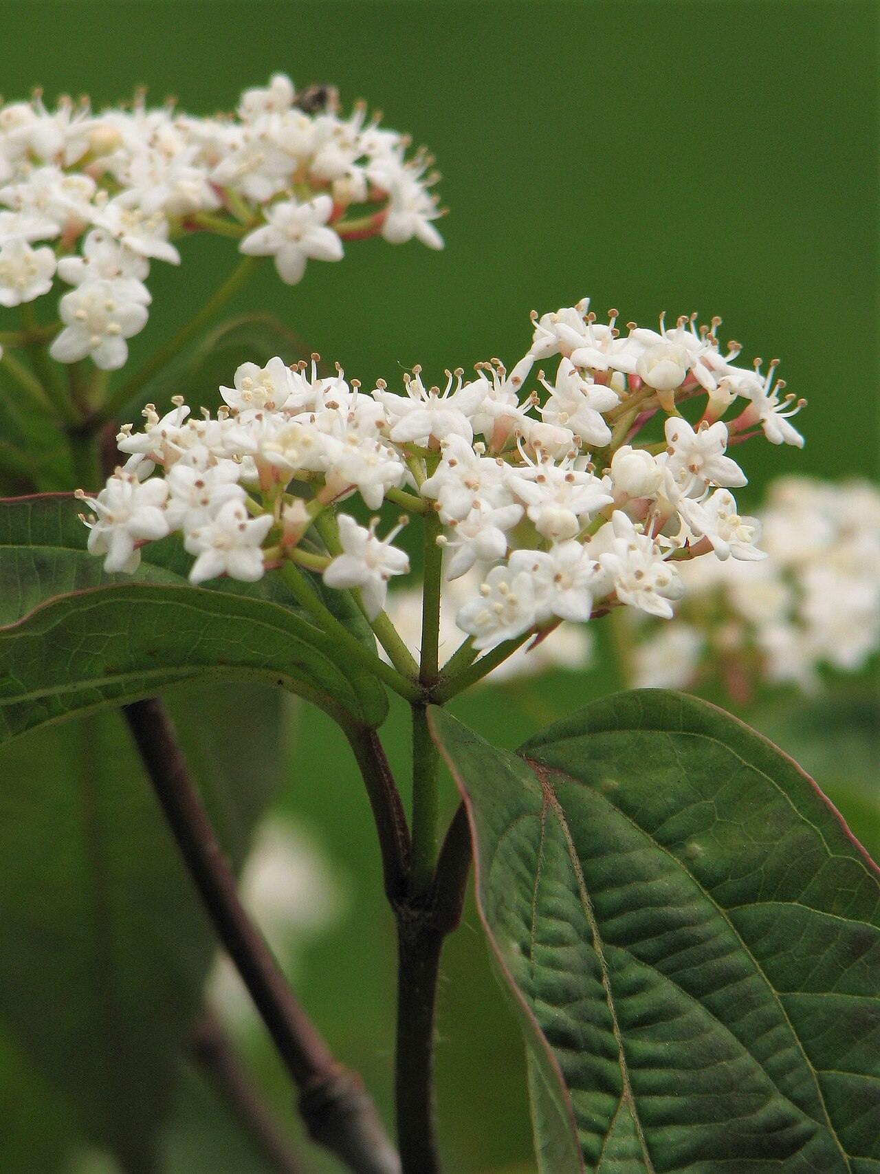 Tea viburnum: Tea viburnum ( Viburnum setigerum ), inflorescence, plant cultivated in Wrocław University Botanical Garden, Wrocław , Poland .