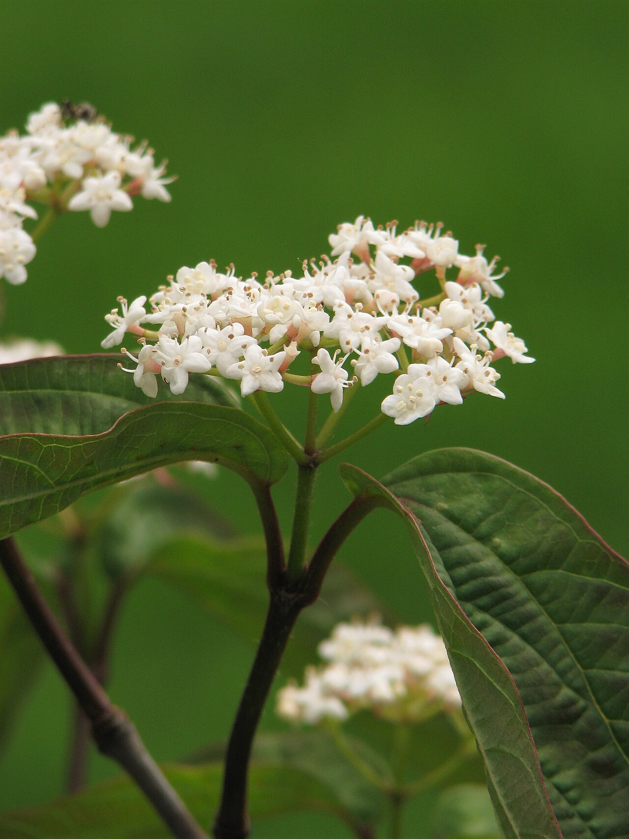 Tea viburnum: Tea viburnum ( Viburnum setigerum ), inflorescence, plant cultivated in Wrocław University Botanical Garden, Wrocław , Poland .