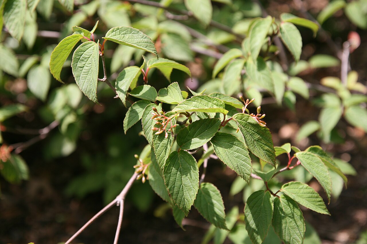 Tea viburnum: Location taken: Brookside Gardens, Maryland. Names: Viburnum setigerum Hance, Tea Viburnum, Tea-Leaf Viburnum, 茶荚 Classification: Plantae > Magnoliophyta > Magn