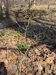 Siebold's arrowwood (Viburnum sieboldii)