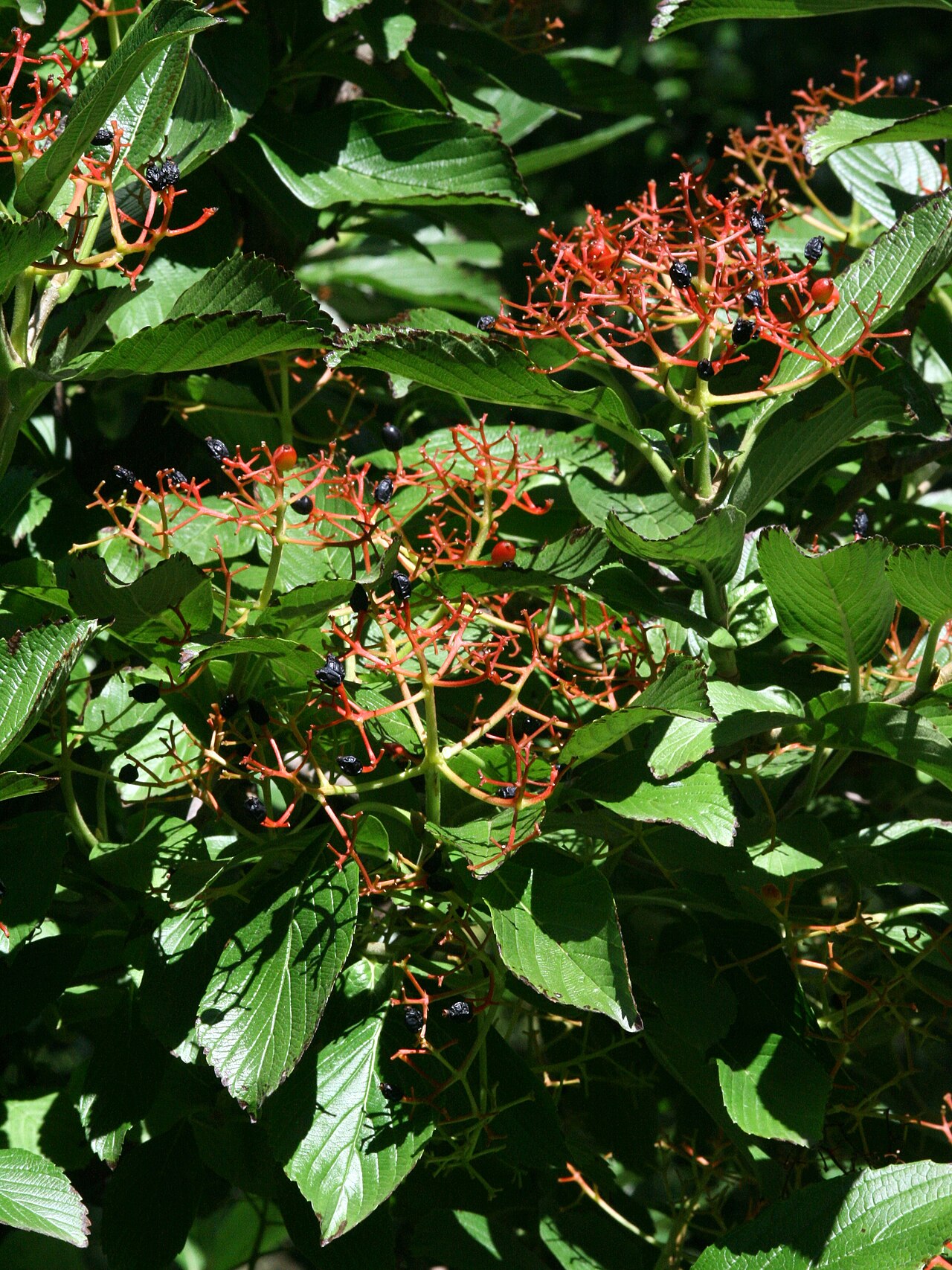 Siebold's arrowwood: Viburnum sieboldii, Arboretum Brno, Czech Republic