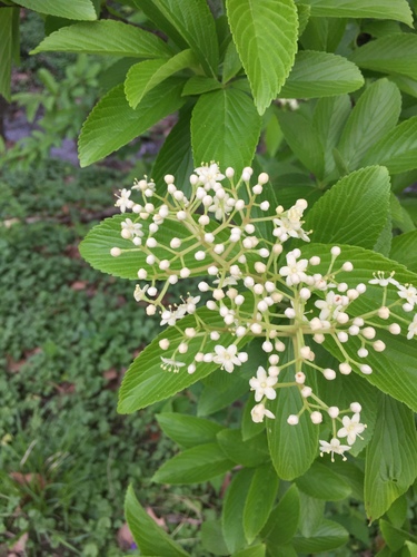 Siebold's arrowwood (Viburnum sieboldii)