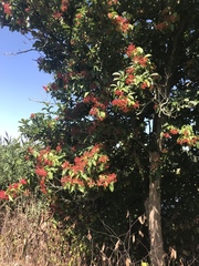 Siebold's arrowwood (Viburnum sieboldii)