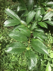 Siebold's arrowwood (Viburnum sieboldii)