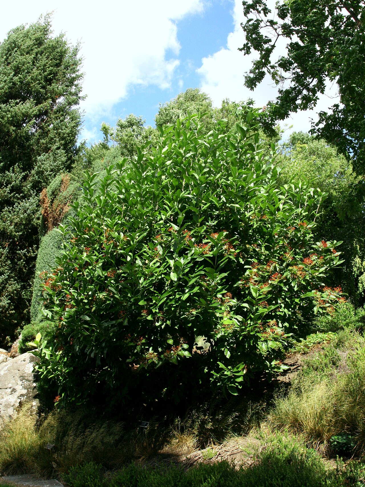 Siebold's arrowwood: Viburnum sieboldii, Arboretum in Brno, Czech Republic