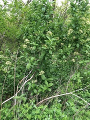 Siebold's arrowwood (Viburnum sieboldii)