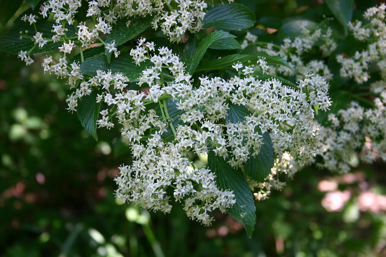 Siebold's arrowwood: flowers of Viburnum sieboldii