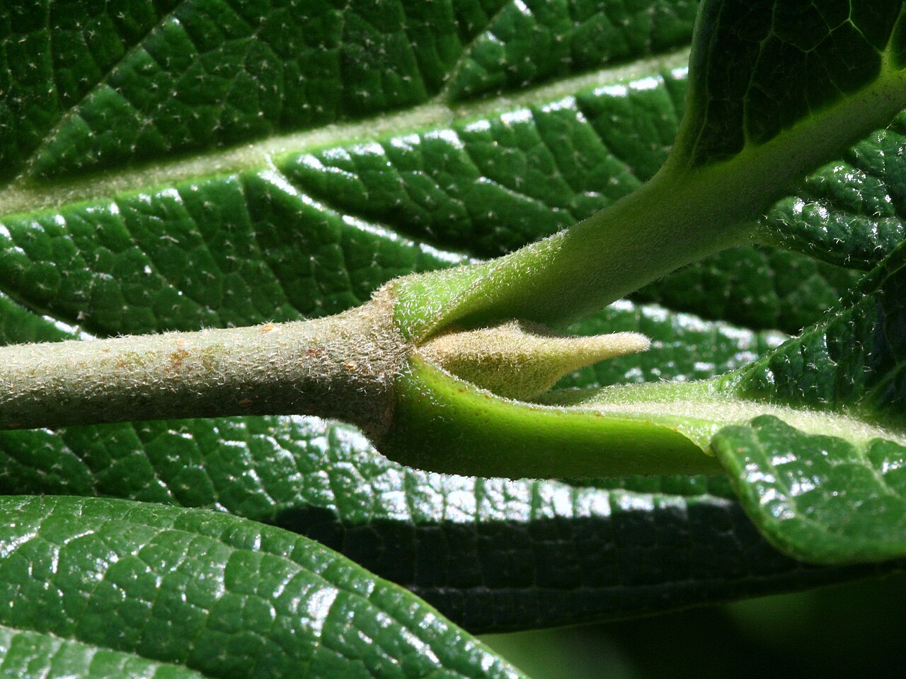Siebold's arrowwood: Viburnum sieboldii, Arboretum in Brno, Czech Republic