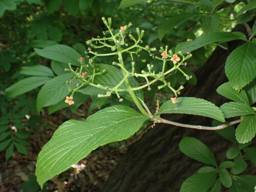Siebold's arrowwood (Viburnum sieboldii)