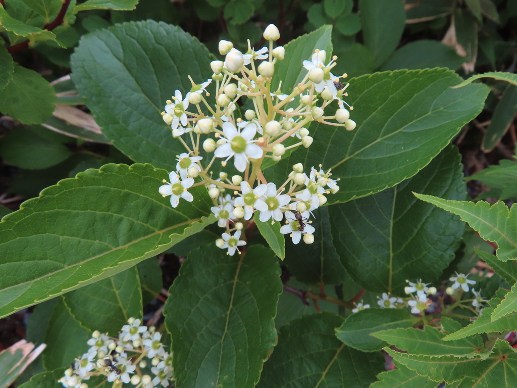 Siebold's arrowwood (Viburnum sieboldii)