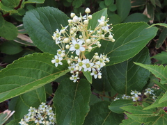 Siebold's arrowwood (Viburnum sieboldii)