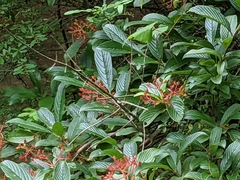 Siebold's arrowwood (Viburnum sieboldii)