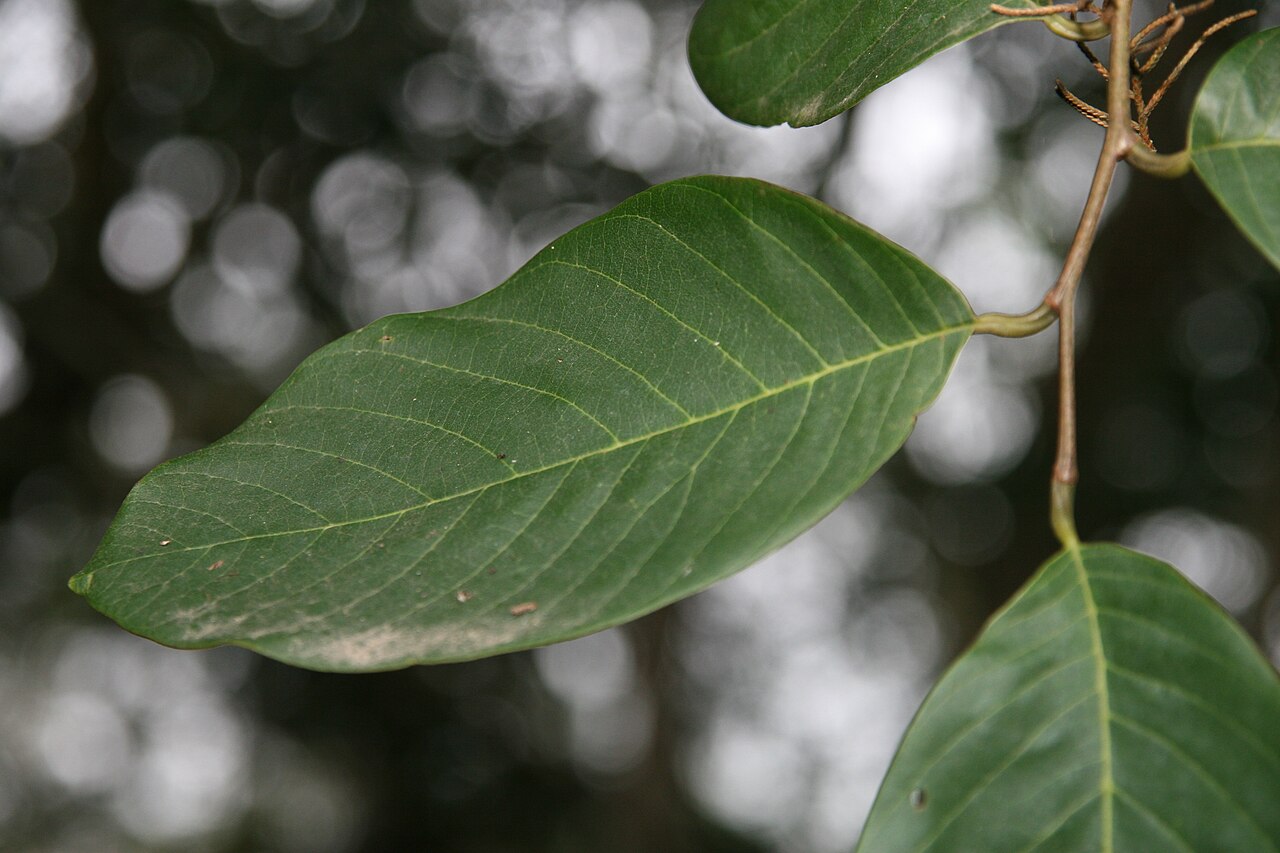 Viburnum stellato-tomentosum: Location taken: Lankester Botanical Garden, Cartago, Costa Rica. Names: Viburnum stellato-tomentosum (Oerst.) Hemsl. Classification: Plantae > Magnoliophyta > M