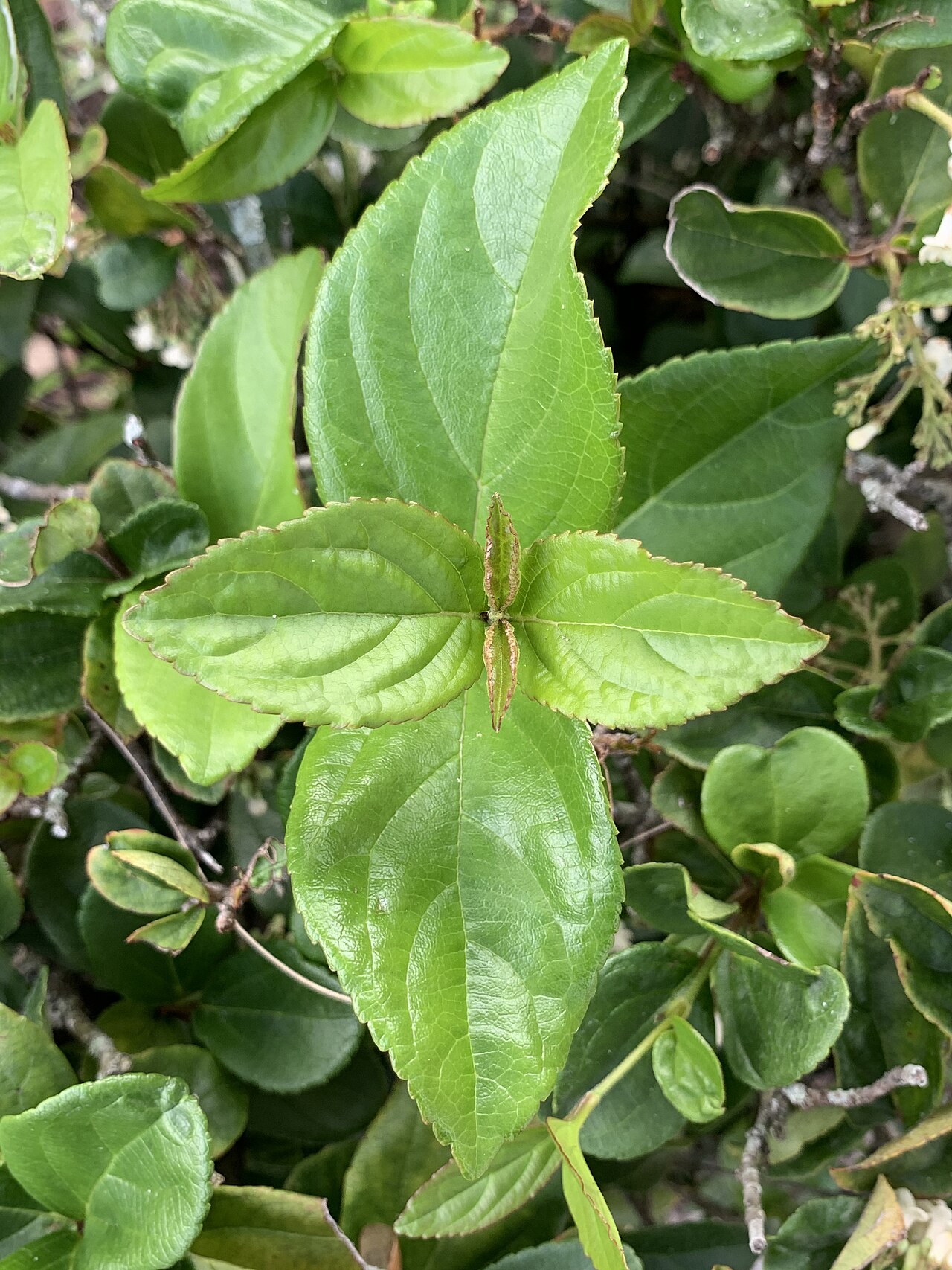 Viburnum: Viburnum suspensum—opposite leaves
