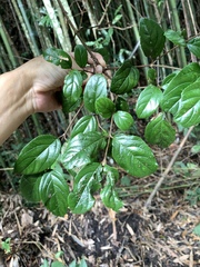Viburnum (Viburnum suspensum)