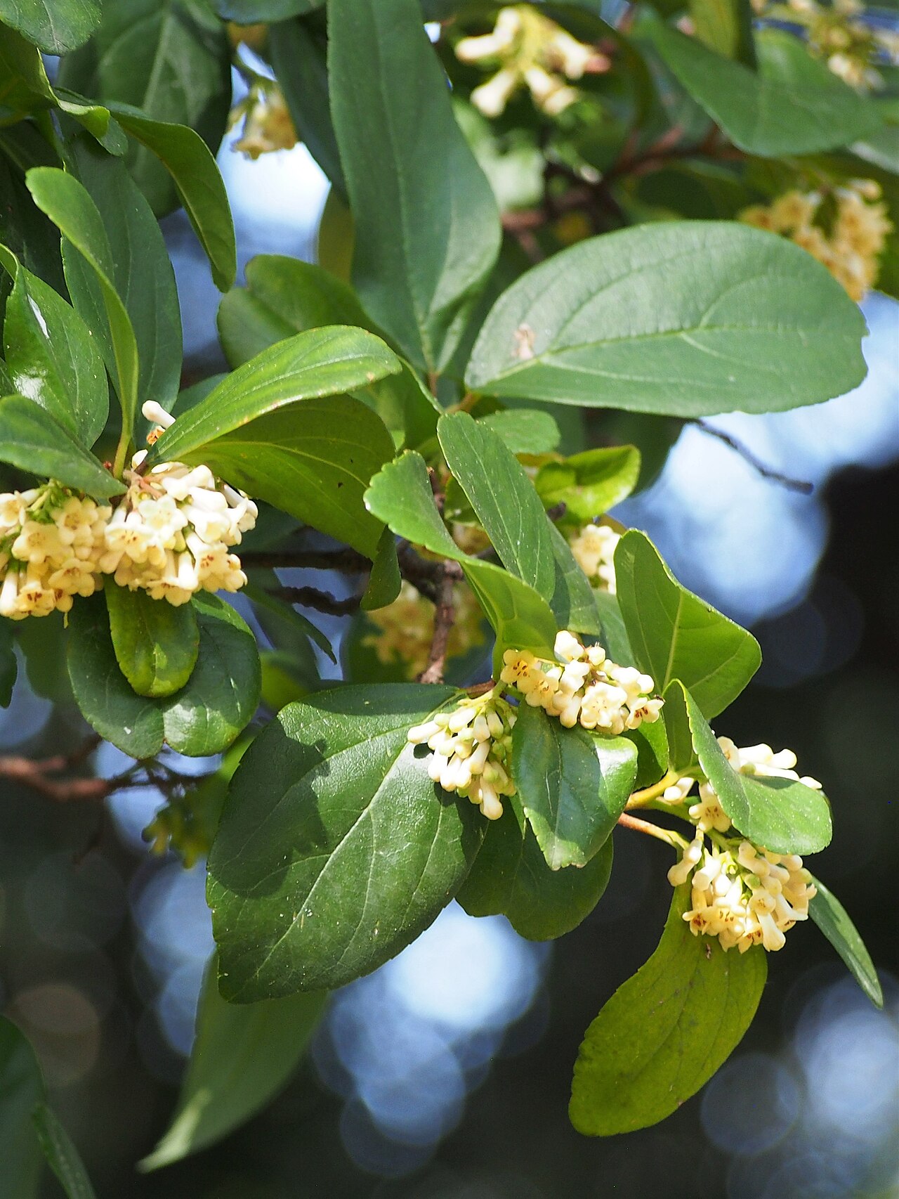 Viburnum: Sandankwa viburnum ( Viburnum suspensum ) cultivated in Palermo Botanical Garden (Orto Botanico di Palermo), Sicily, Italy.
