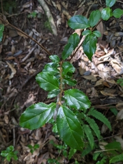 Viburnum (Viburnum suspensum)