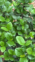 Viburnum (Viburnum suspensum)