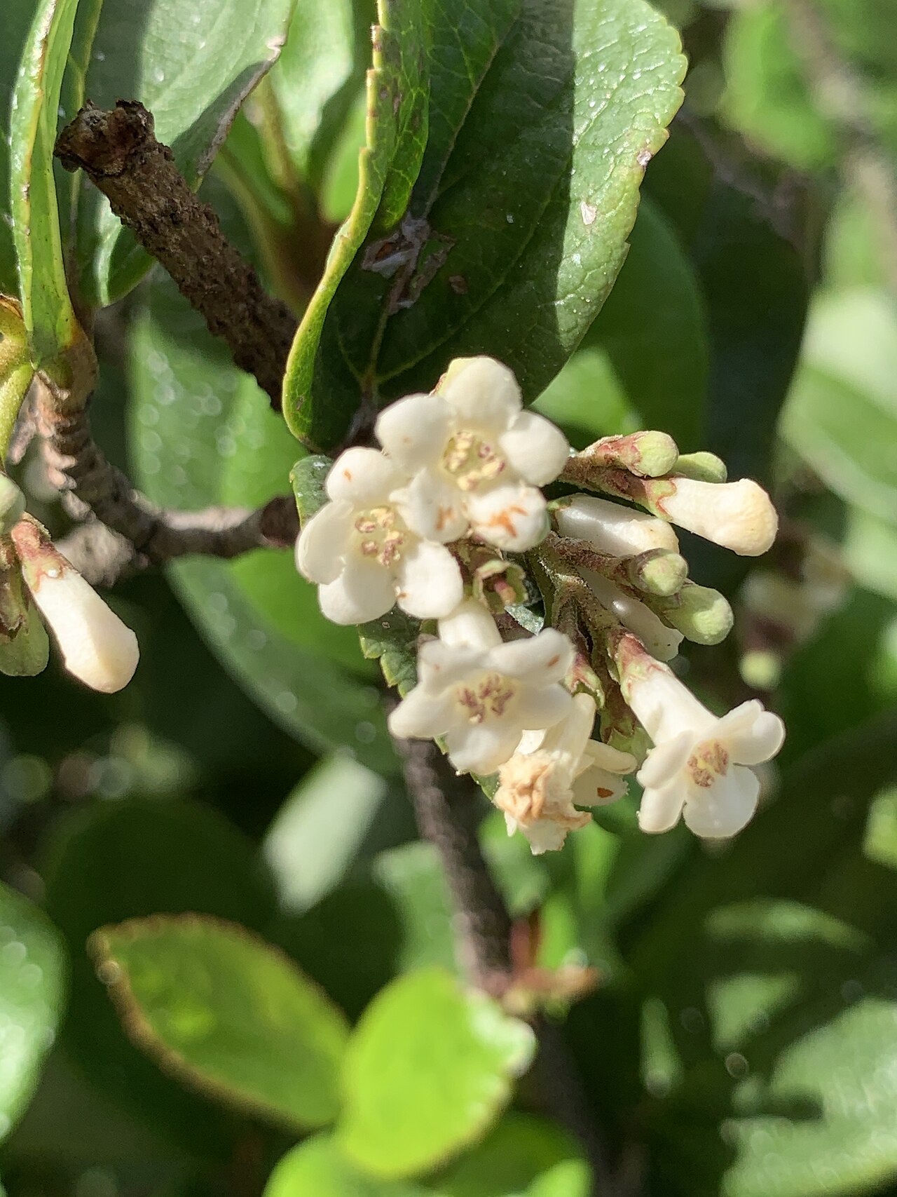 Viburnum: Viburnum suspensum—flowers