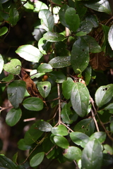 Viburnum (Viburnum suspensum)
