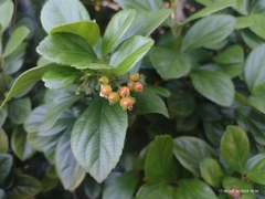 Viburnum (Viburnum suspensum)