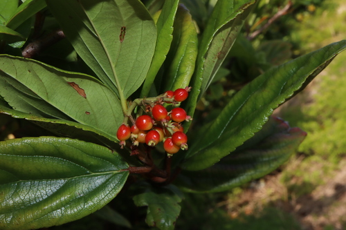 Viburnum (Viburnum suspensum)