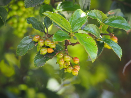 Viburnum (Viburnum suspensum)