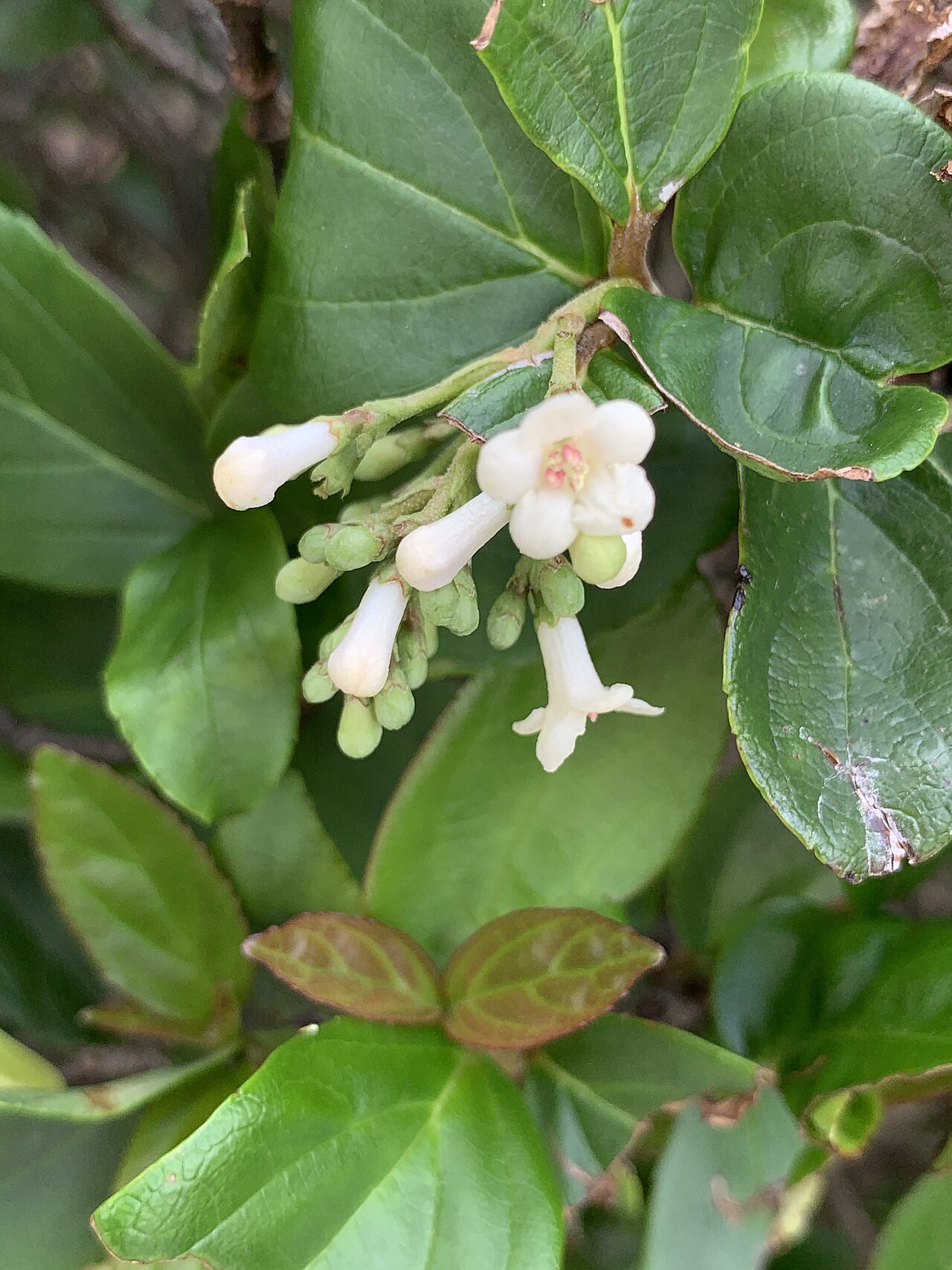 Viburnum: Viburnum suspensum—flowers