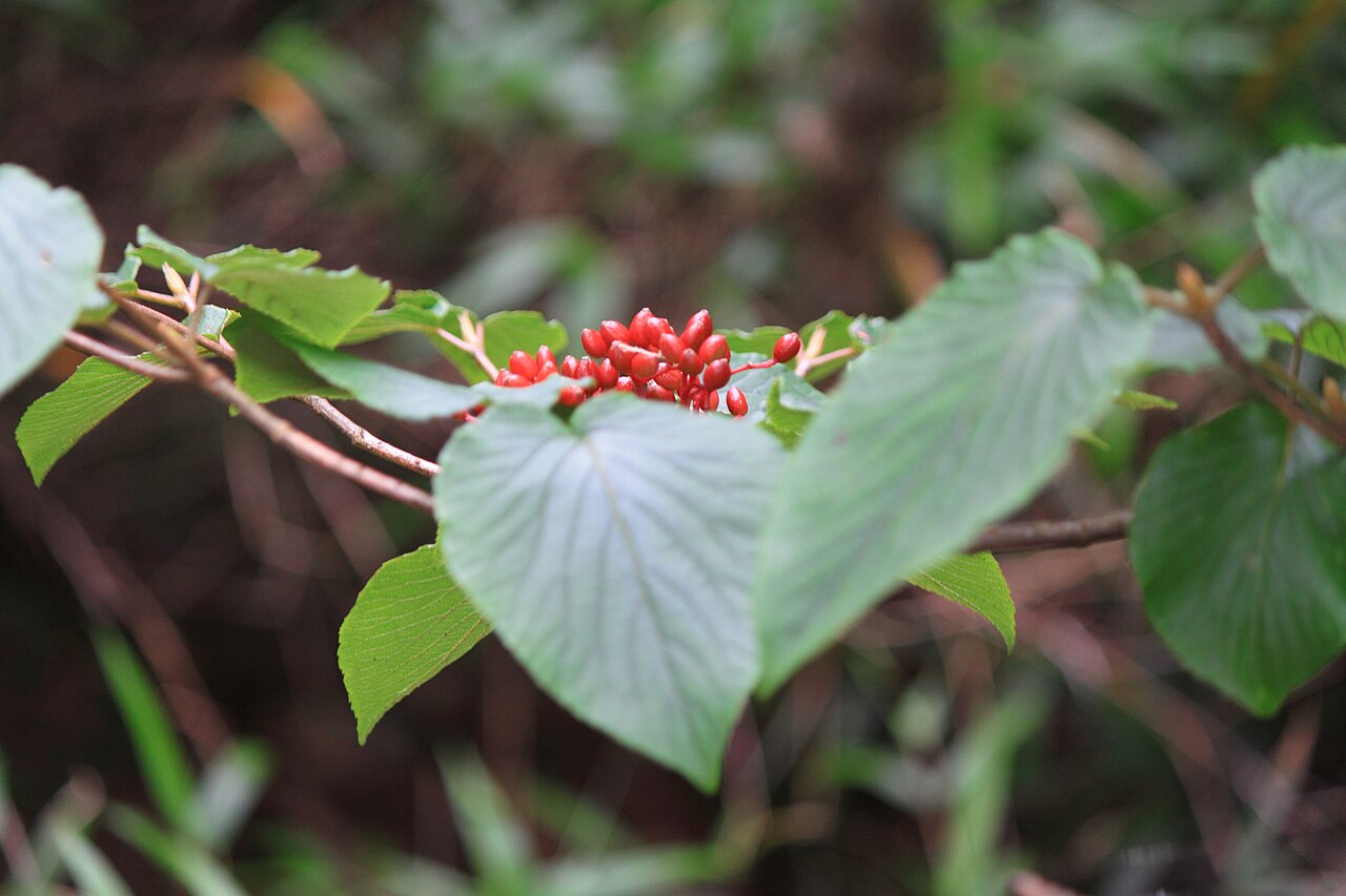 Viburnum sympodiale: Viburnum sympodiale ,take in Mount Sanqing , Jiangxi 。