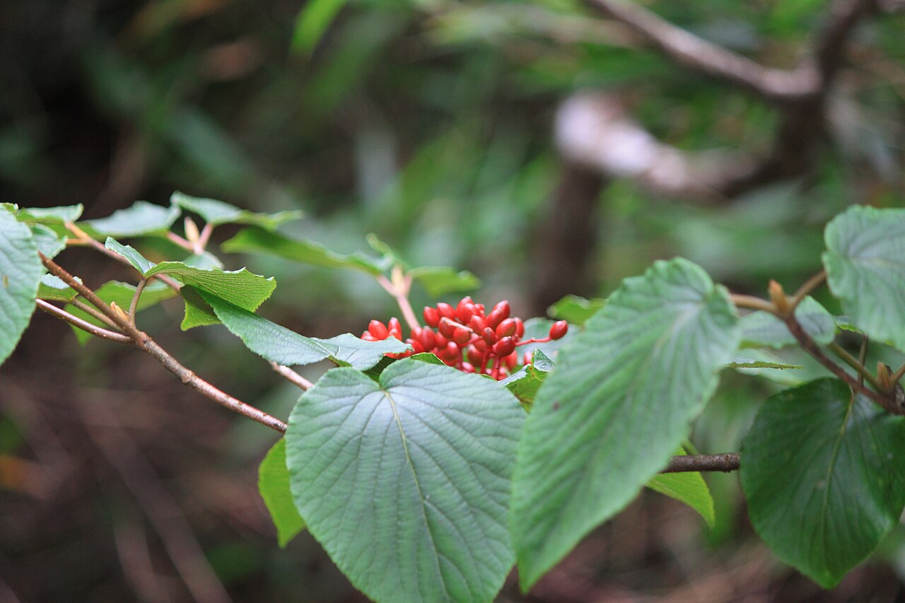 Viburnum sympodiale: Viburnum sympodiale ,take in Mount Sanqing , Jiangxi 。
