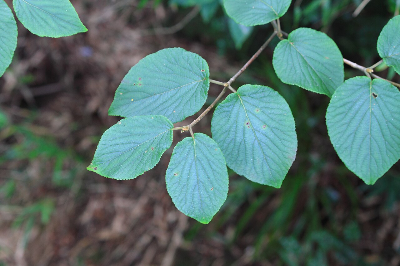 Viburnum sympodiale: Viburnum sympodiale ,take in Mount Sanqing , Jiangxi 。