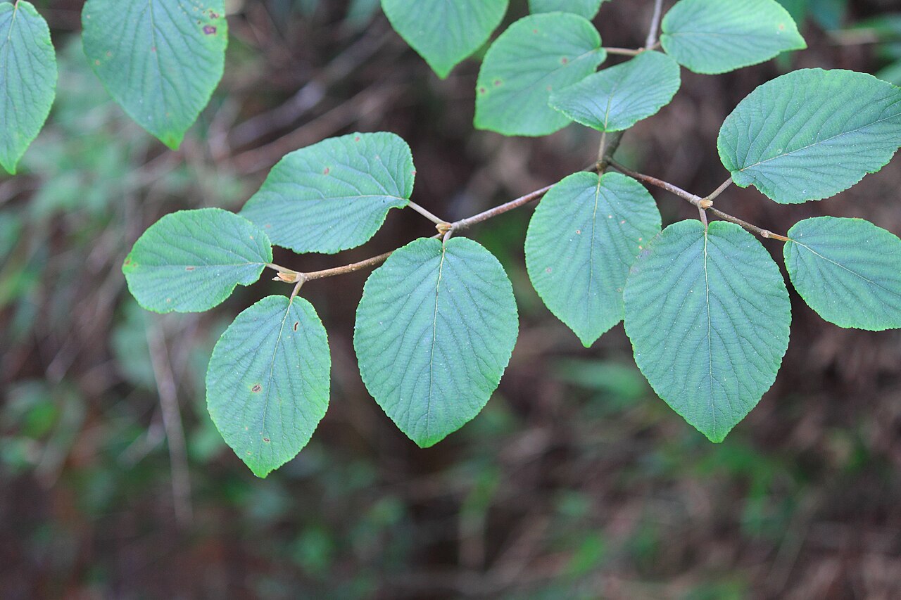 Viburnum sympodiale: Viburnum sympodiale ,take in Mount Sanqing , Jiangxi 。
