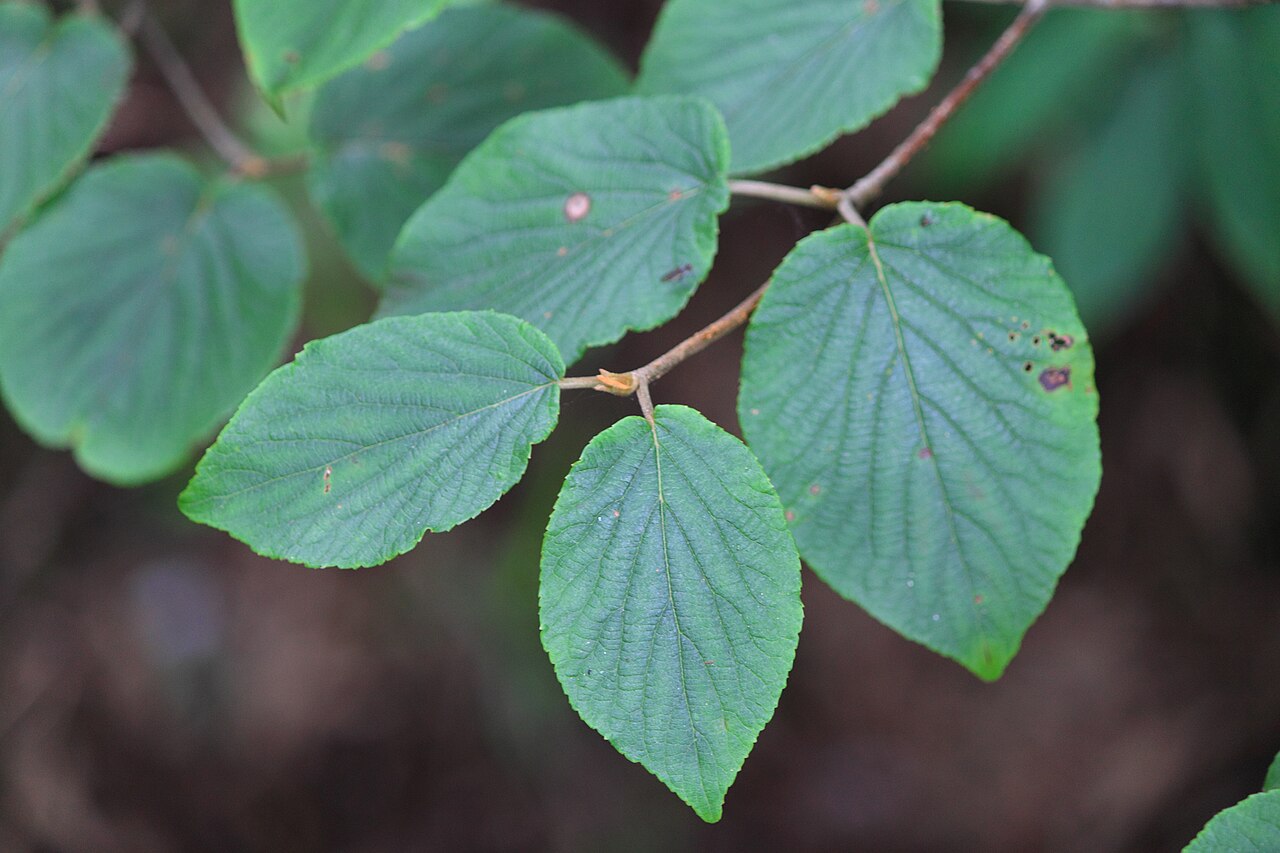 Viburnum sympodiale: Viburnum sympodiale ,take in Mount Sanqing , Jiangxi 。