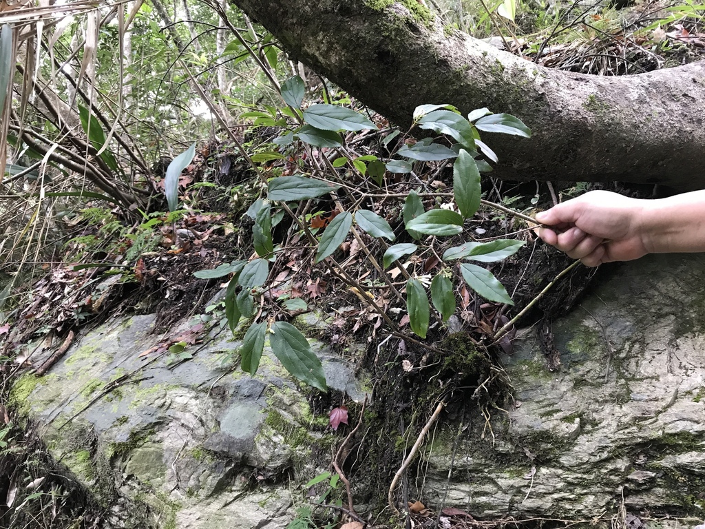 Viburnum taitoense (Viburnum taitoense)