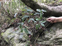 Viburnum taitoense (Viburnum taitoense)