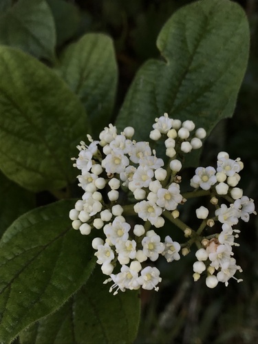 Viburnum tinoides (Viburnum tinoides)
