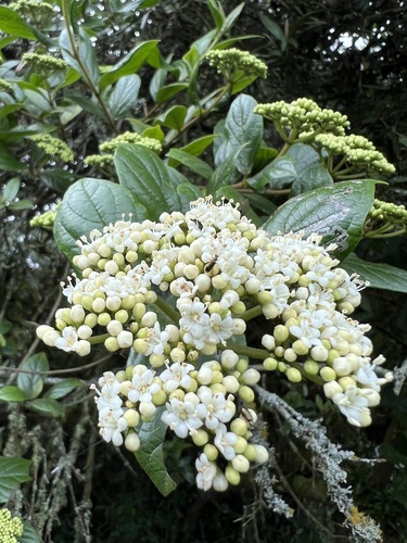 Viburnum tinoides (Viburnum tinoides)