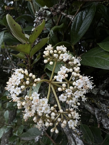 Viburnum tinoides (Viburnum tinoides)