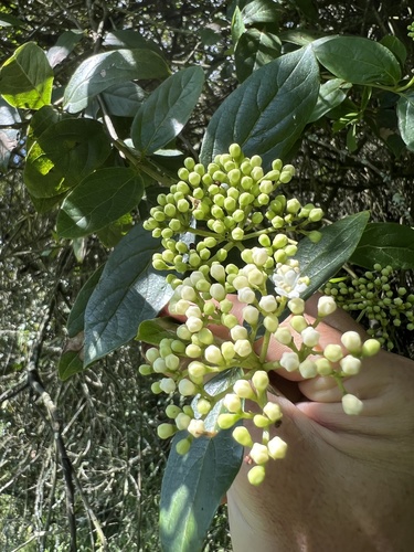 Viburnum tinoides (Viburnum tinoides)
