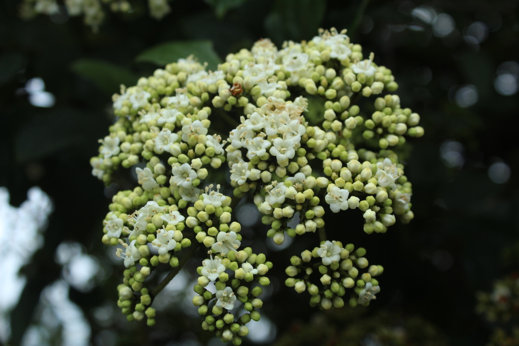 Viburnum tinoides (Viburnum tinoides)