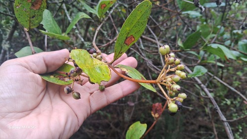 Viburnum tinoides (Viburnum tinoides)