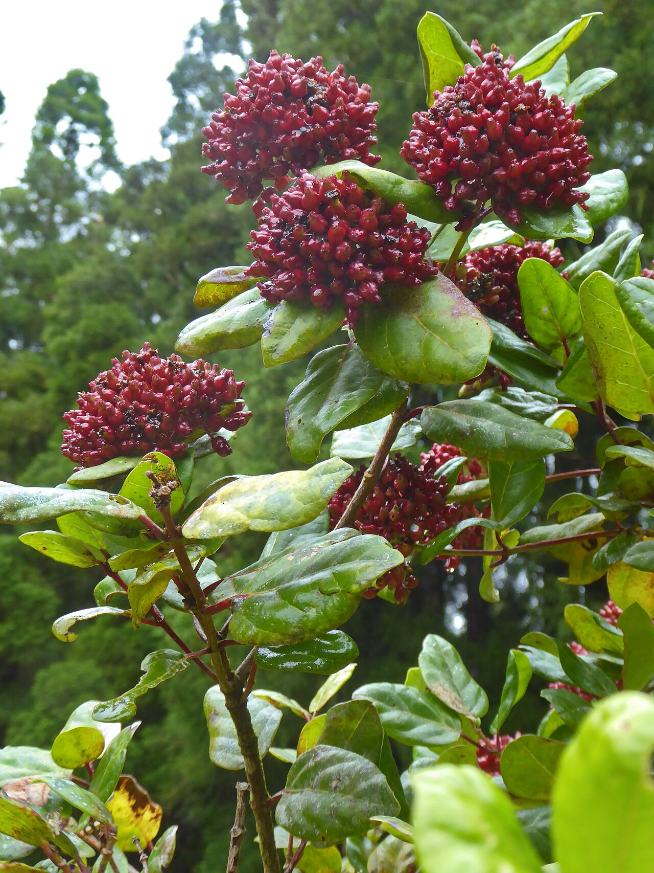 Viburnum treleasei: GP1080940