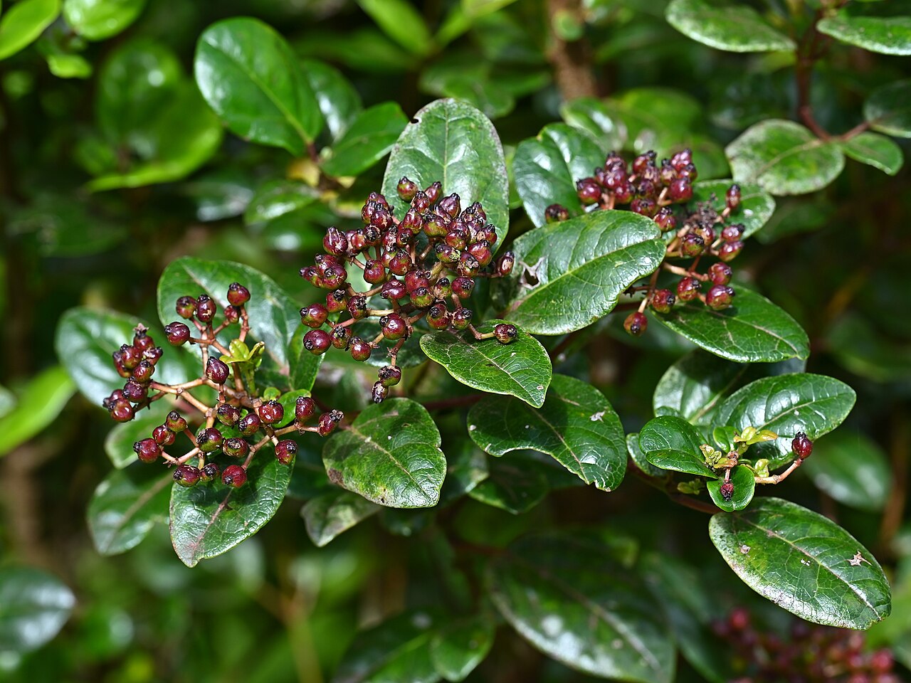 Viburnum treleasei: Viburnum treleasei in Caldeira Velha on Sao Miguel Island, Azores