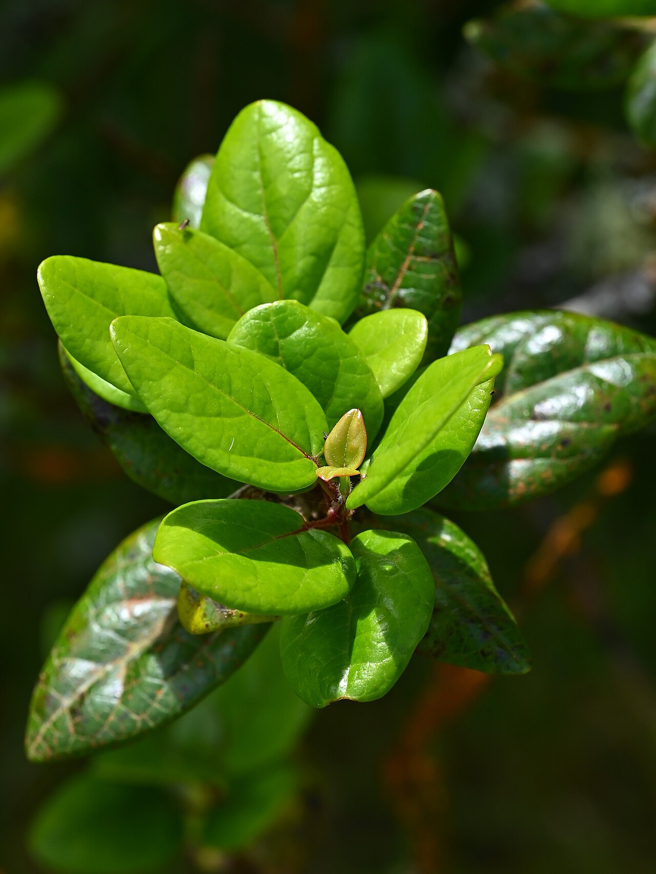 Viburnum treleasei: Viburnum treleasei in Reserva Florestal de Recreio da Chã da Macela on Sao Miguel Island, Azores