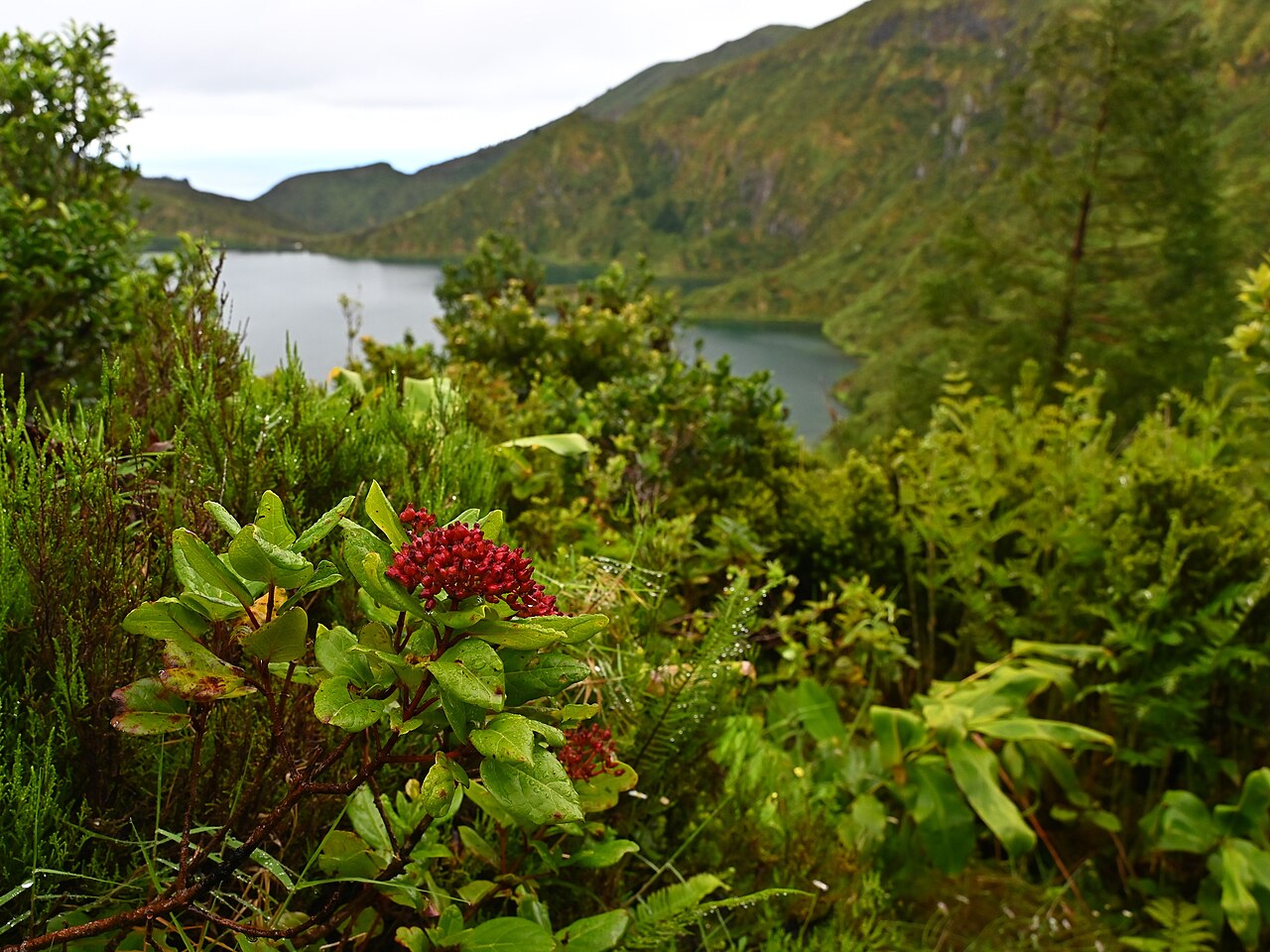 Viburnum treleasei: Viburnum treleasei at Miradouro da Lagoa do Fogo on Sao Miguel Island, Azores